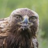 paul gale's profile picture