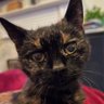 Фото профиля A Cat