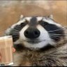Фото профиля 🦝