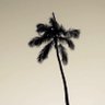 الهنوف's profile picture
