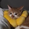 묭 profil fotoğrafı