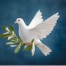 Charya Hen's profile picture