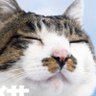 Profilbild von ゆみこんぶ