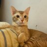 Фото профиля Duceswins😸