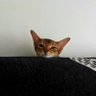 @ 的头像