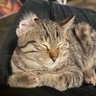 furki's profile picture