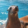 thieft seal 的头像