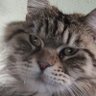 Mehcat profil fotoğrafı