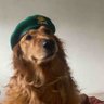 عینک افتابی's profile picture
