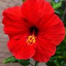 Profilbild von Florida Flower