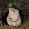 🇮🇷Cutie (تیکآبی ۸ دلاری)🇮🇷 的头像