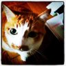 Makoto-N profil fotoğrafı