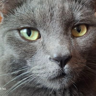 SONN1 CR0CK3TT's profile picture