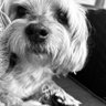 Profilbild von Lawrence K