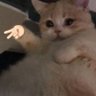 Profilbild von เเมวเหมียวว