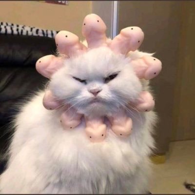 summer🐈's profile picture