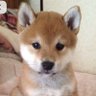 🐶🐾 profil fotoğrafı