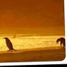 ltone's profile picture