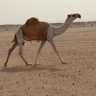 أحمد العضيّاني 🇰🇼 profil fotoğrafı
