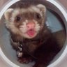 mustela putórius furo 的头像