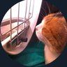 Profilbild von やんくみ（矢口エリン ） 統一教会とアメポチ高市政権から日本を取り戻す！