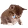 Milly ✨️'s profile picture