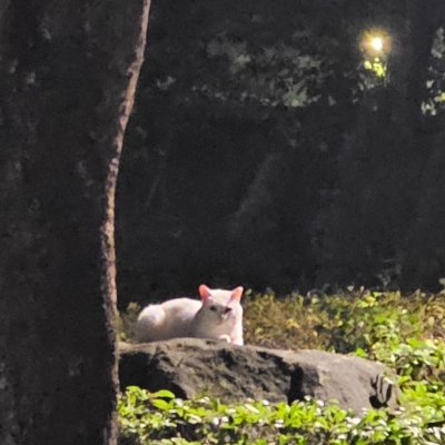 히키코's profile picture