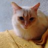 Фото профиля Gatinho miau