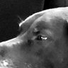 Sounder's profile picture