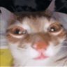 Profilbild von 𝖔𝖟𝖚