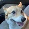 happycorgiplays 的头像