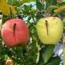 Фото профиля 🍎miko♪S🍏
