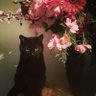 🐈⬛'s profile picture