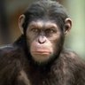 Silvabacc Gorrila 🦍's profile picture