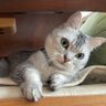 きしがみ profil fotoğrafı