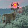 AnimalNatureGeoLife profil fotoğrafı