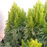 العازف على انغام المطر 的头像