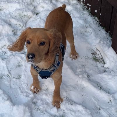 smfyss's profile picture