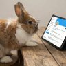 🐰SquishieBunnie🐇's profile picture