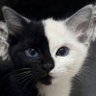 Nyxnyxia profil fotoğrafı