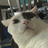 marianaham's profile picture
