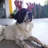 Aresmypupy profil fotoğrafı