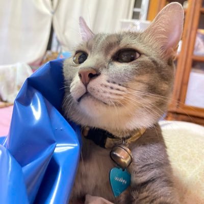momiji_mig's profile picture