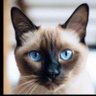 Tomo profil fotoğrafı