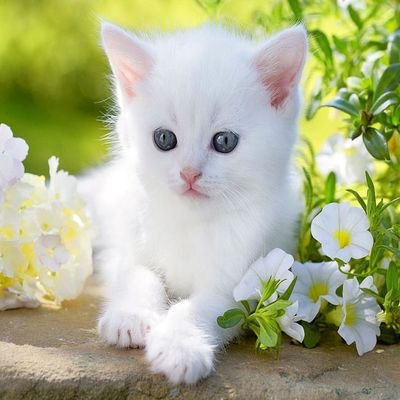 Kitten Cat😺's profile picture