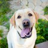 Dogs for Happiness 的头像