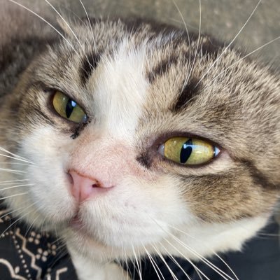 homestay103's profile picture