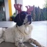 Serap🐾🤍 的头像