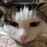 ジャッカルミィ😸's profile picture