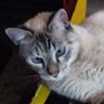 Elsisnore profil fotoğrafı